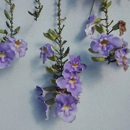 Belvedere Boutique - Adults Only 4* Funchal (Madeira)