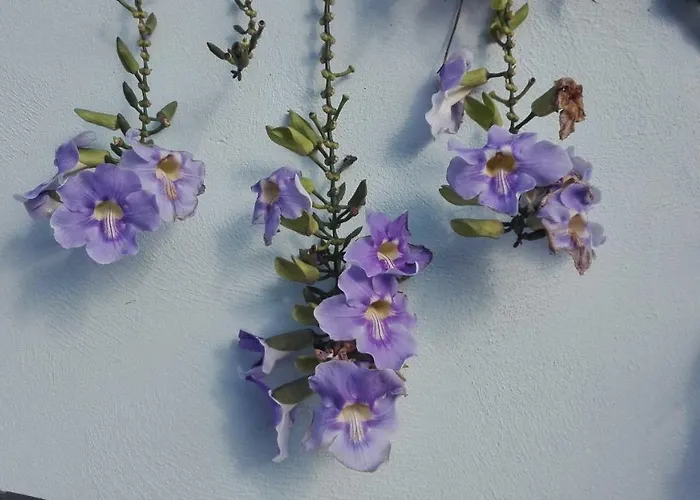 Belvedere Boutique - Adults Only 4* Funchal (Madeira)